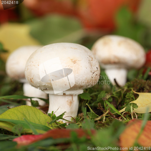 Image of Ripe mushrooms growing in a forest