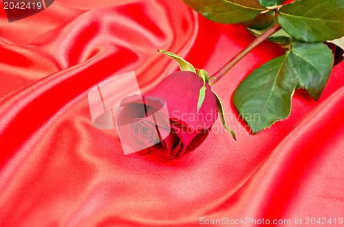 Image of Rose on a red silk