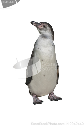 Image of Humboldt Penguin 