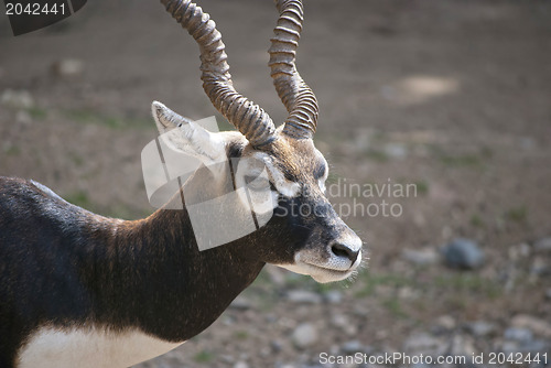 Image of Male Blackbuck