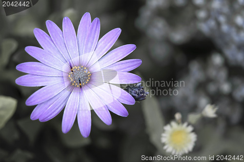 Image of Purple Daisy