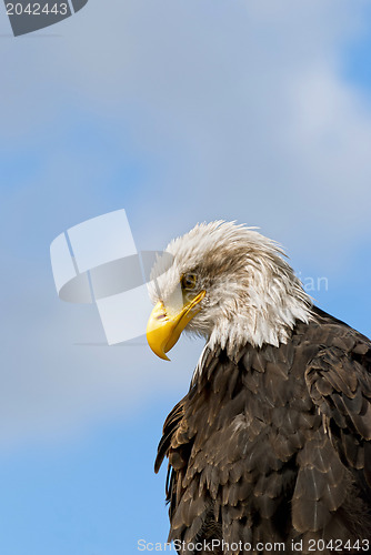 Image of Bald Eagle