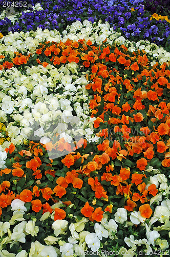 Image of flowerbed