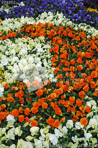 Image of flowerbed