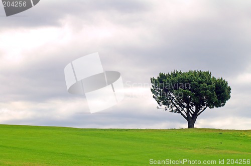 Image of solitary tree