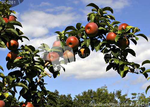 Image of Harvest time