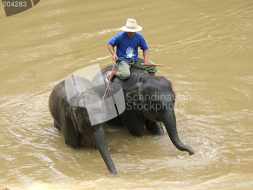 Image of Man and elephant