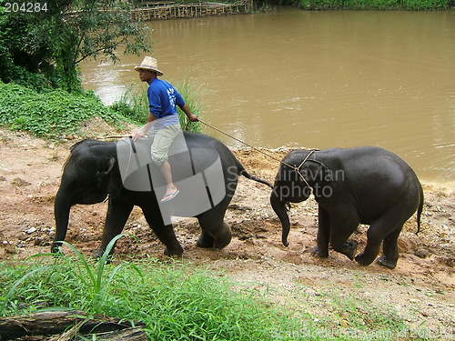 Image of Man and elephant