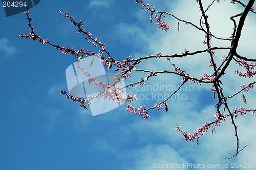 Image of pink buds