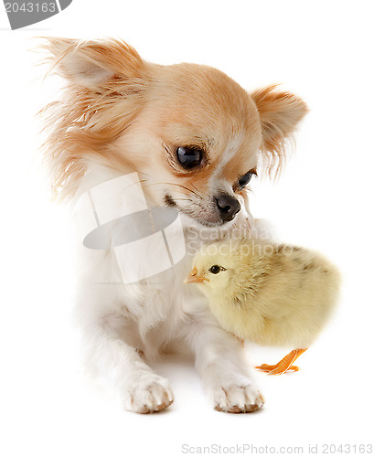 Image of chihuahua and chick