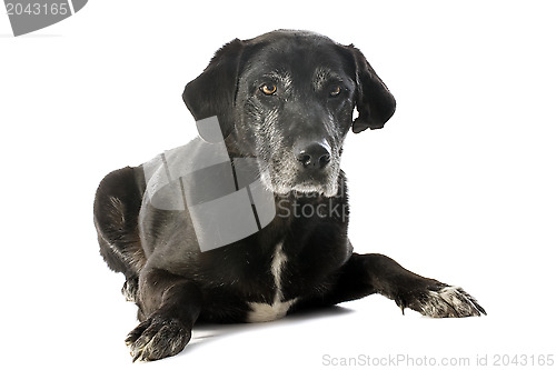 Image of old labrador retriever