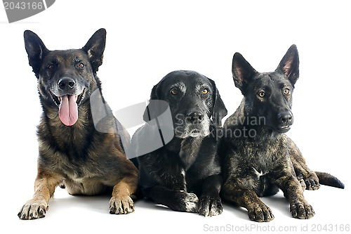 Image of three dogs