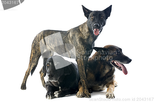 Image of three dogs