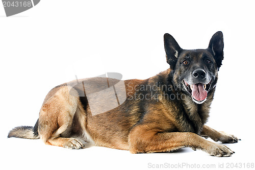 Image of malinois