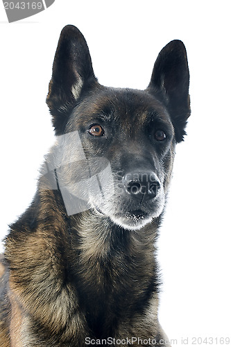 Image of malinois