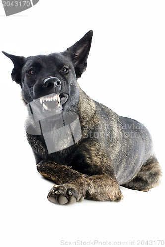 Image of aggressive Holland Shepherd