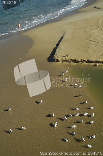 Image of drinking seagulls