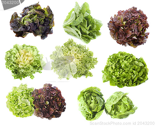 Image of varieties of salads