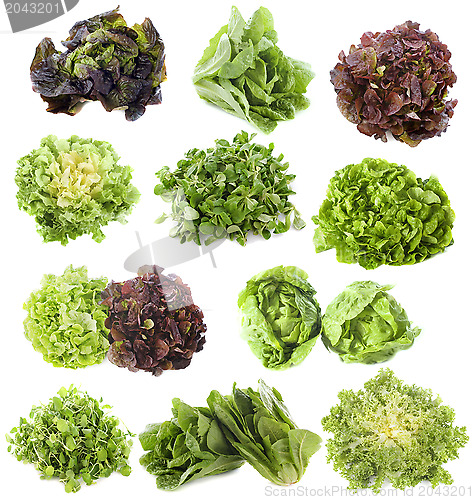 Image of varieties of salads