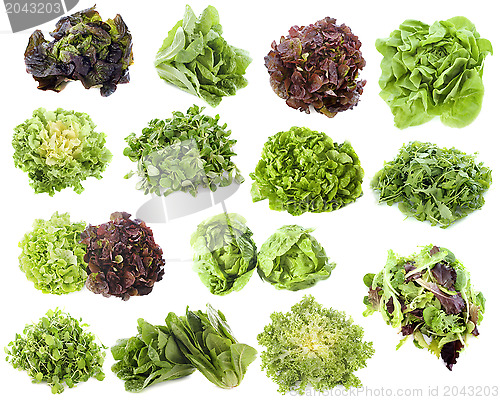 Image of varieties of salads