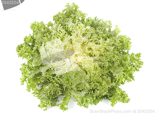 Image of frisee chicory endive salad