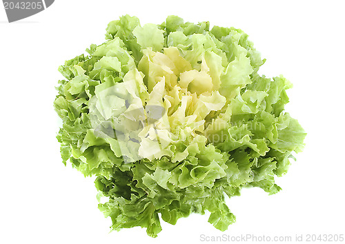 Image of Escarole endive