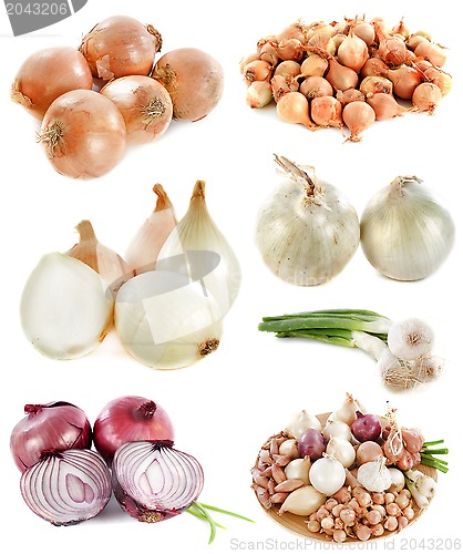 Image of group of onions