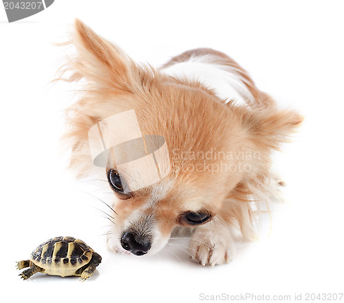 Image of young Tortoise and chihuahua 