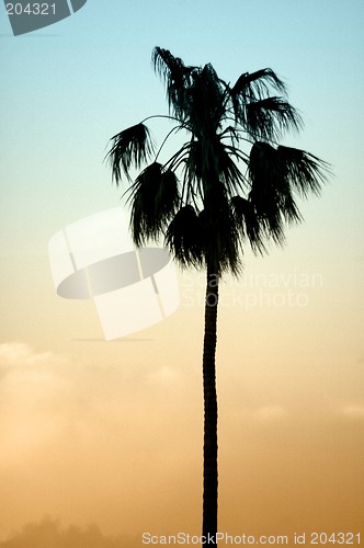 Image of palm tree