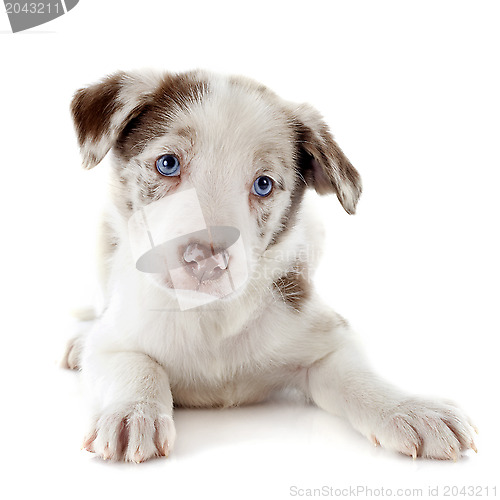 Image of puppy border collie