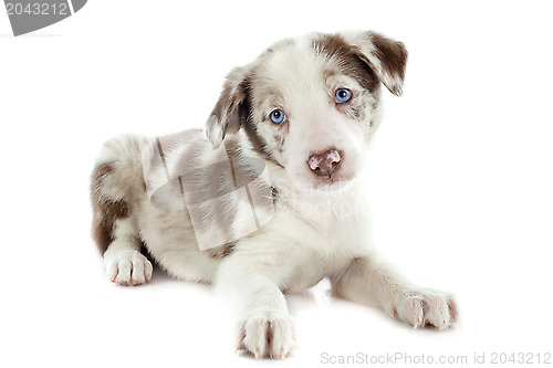 Image of puppy border collie