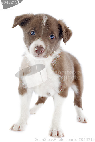 Image of puppy border collie