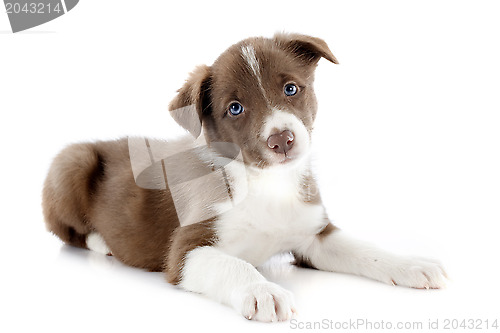 Image of puppy border collie