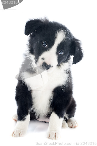 Image of puppy border collie