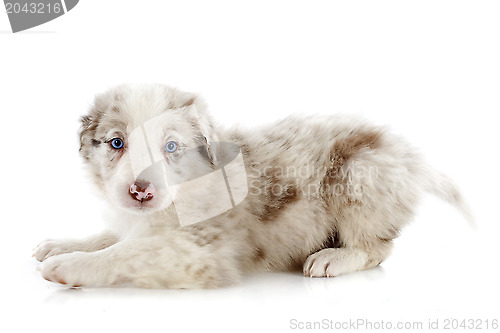 Image of puppy border collie