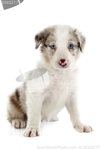 Image of puppy border collie