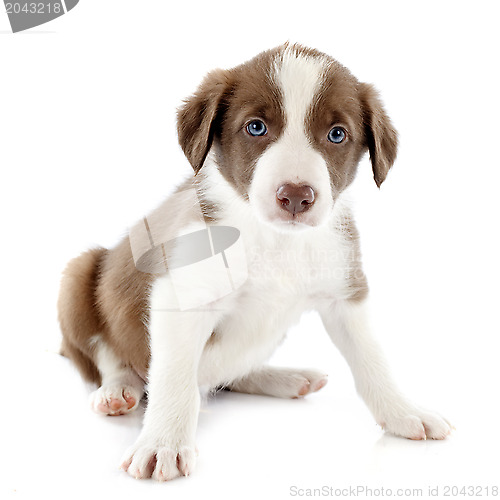 Image of puppy border collie