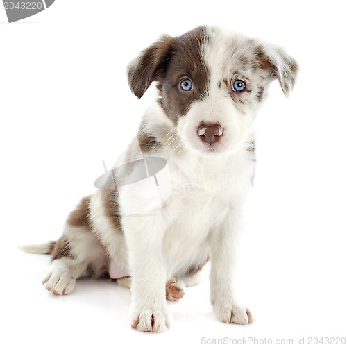 Image of puppy border collie