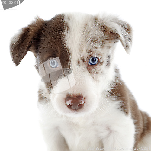 Image of puppy border collie