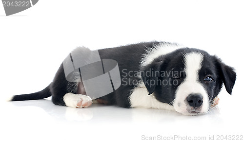 Image of wink of puppy border collie