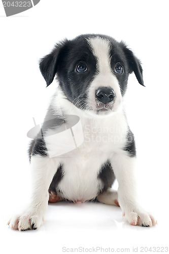 Image of puppy border collie