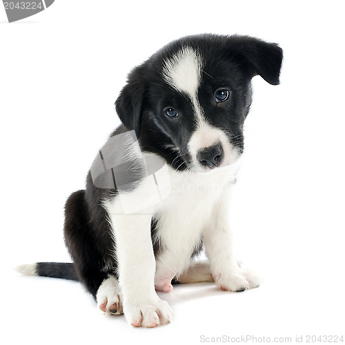 Image of puppy border collie