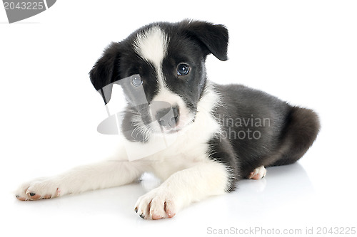 Image of puppy border collie