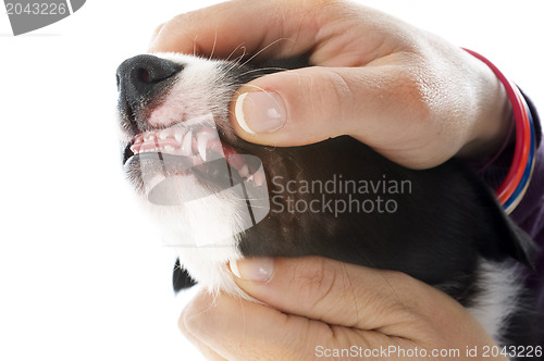 Image of showing the teeth