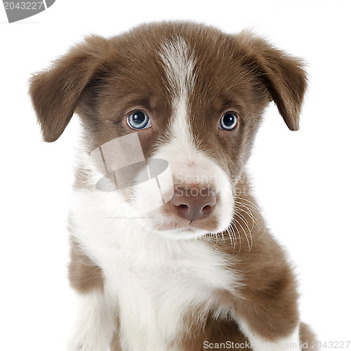 Image of puppy border collie