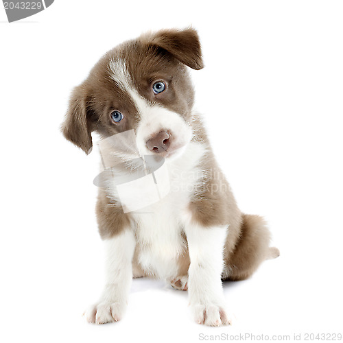 Image of puppy border collie