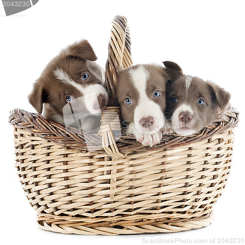 Image of puppy border collie in basket