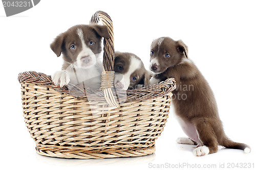 Image of puppies border collies