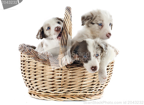 Image of puppies border collies