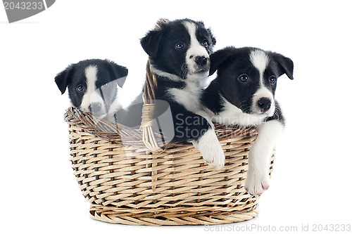 Image of puppies border collies